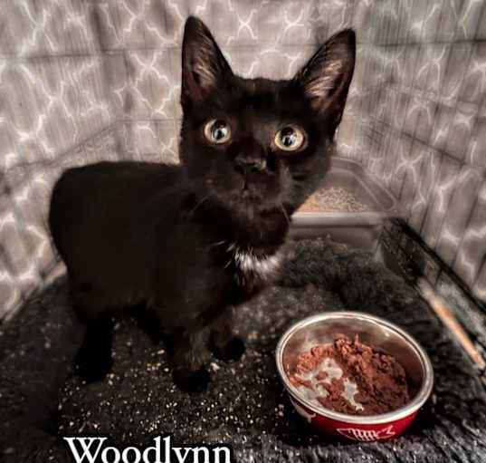 Photo of Woodlyn