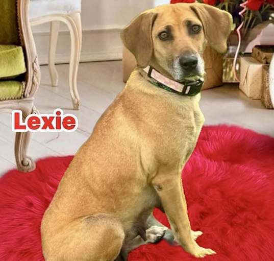 Photo of Lexie