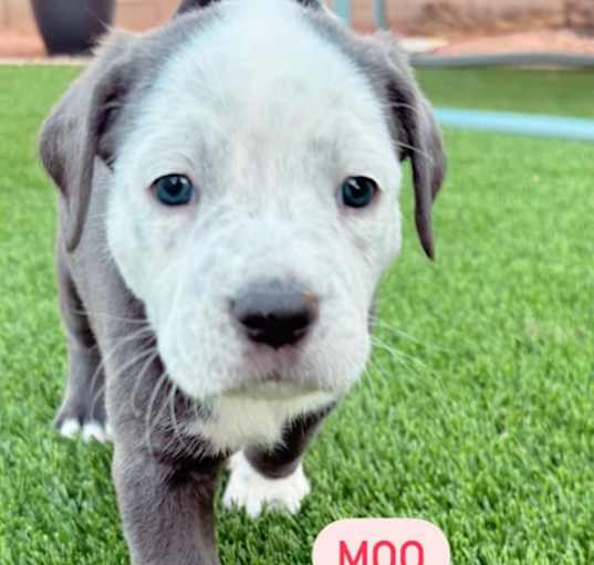 Photo of Moo