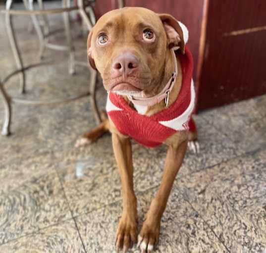 Photo of Red