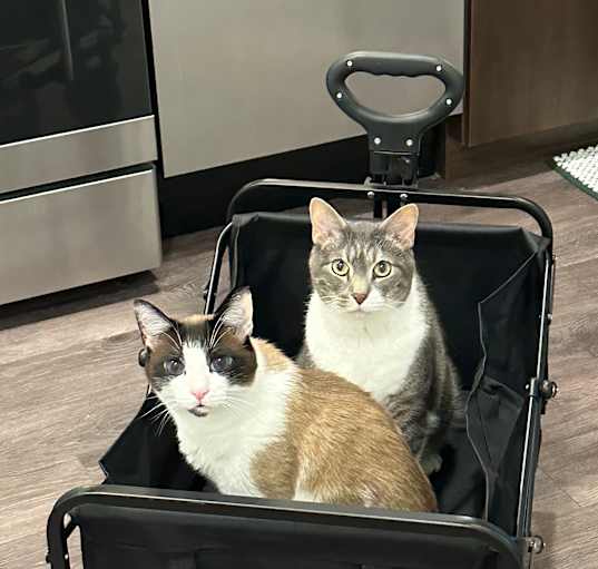 Photo of Ali and Abu