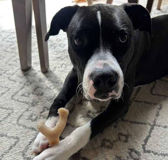Photo of LOla