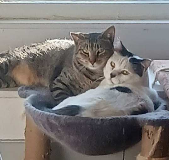 Photo of Panda and Louie (Bonded Pair)