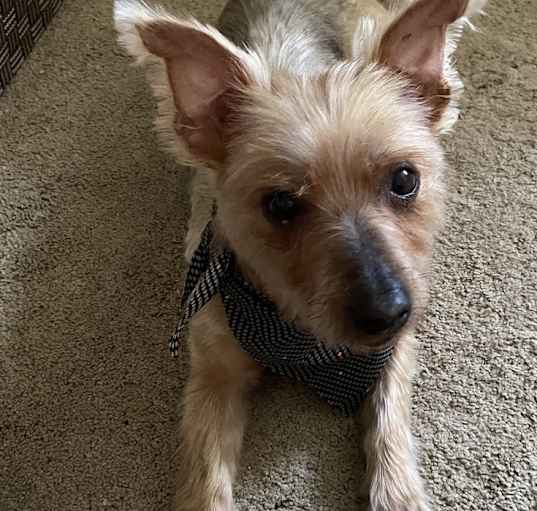 Photo of Coco (bonded with Roxie, must be adopted together)