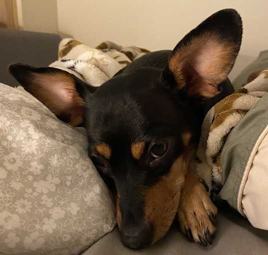 Photo of Roxie