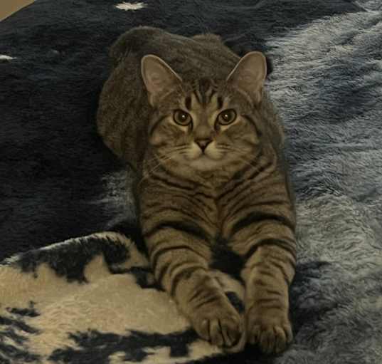 Photo of Chase