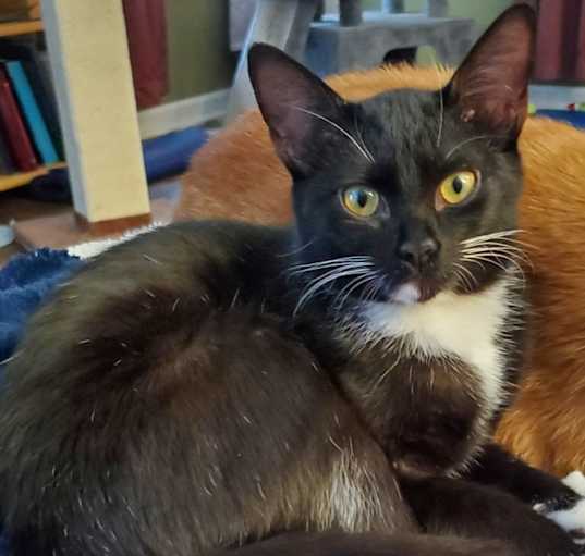 Photo of Nyssa (kitten) - must go with Romana