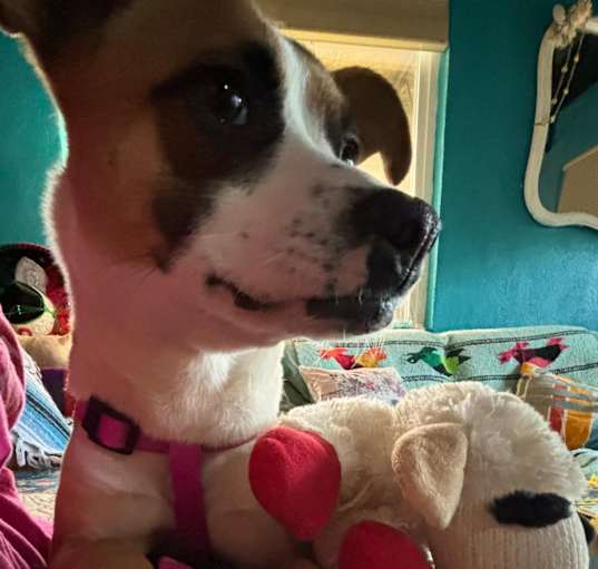 Photo of Roxanne