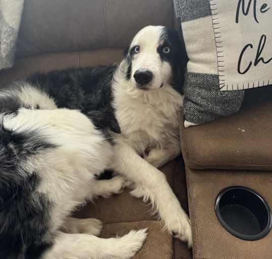 Photo of Loki