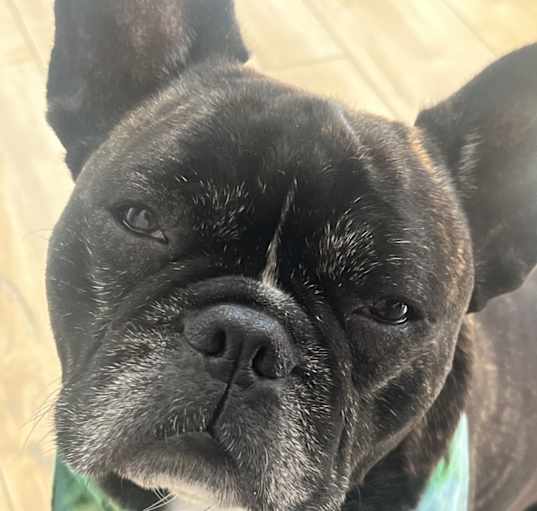Photo of Nacho