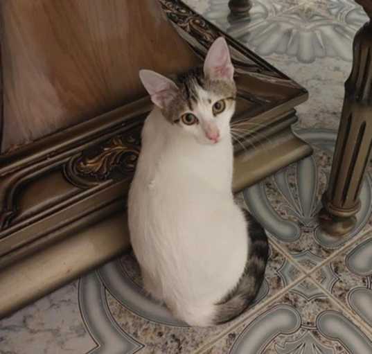 Photo of Snow White