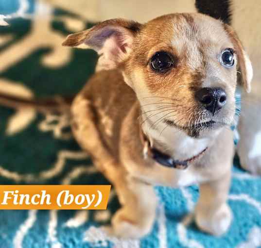 Photo of finch