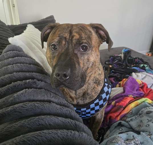 Photo of Kaos