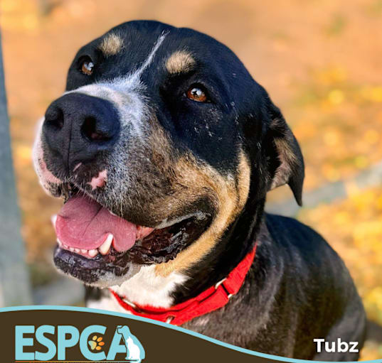 Photo of Tubz