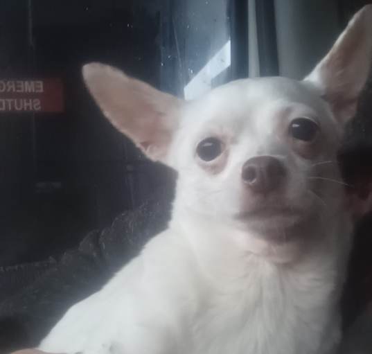 Photo of Franny