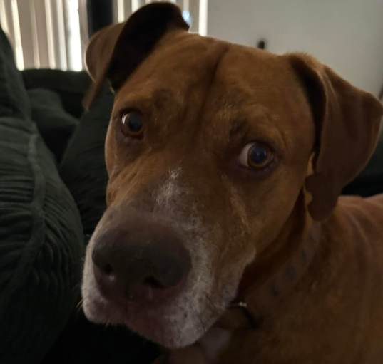 Photo of Hilo