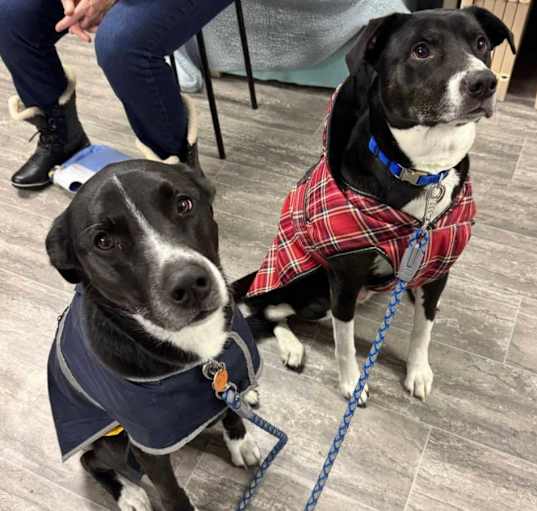 Photo of Sage & Willow Local