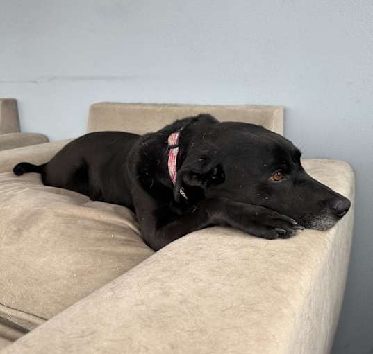 Photo of Athena (Bonded with Venus)