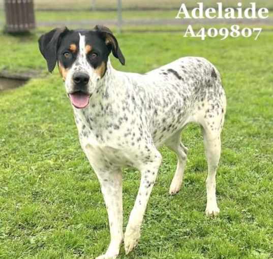Photo of ADELAIDE
