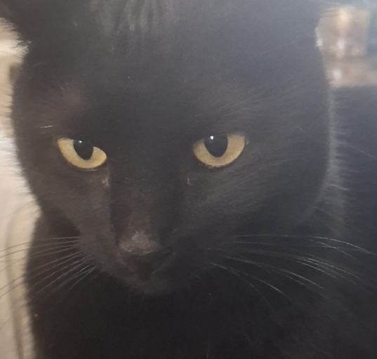 Photo of Sookie