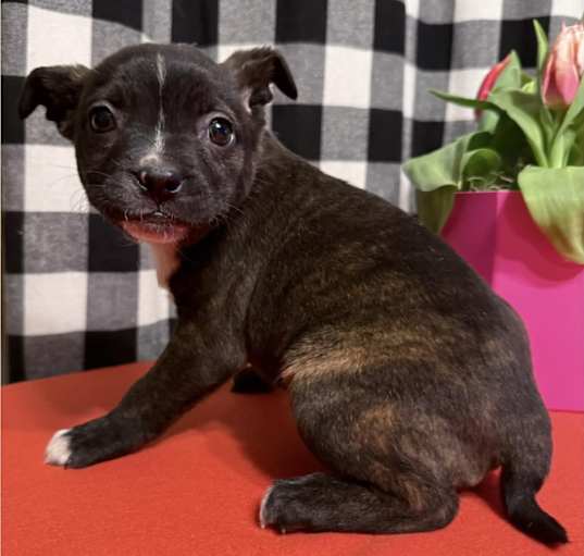 Photo of Sweety