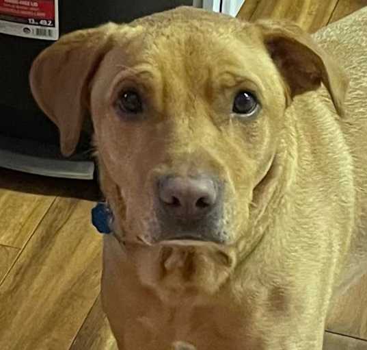 Photo of Rex
