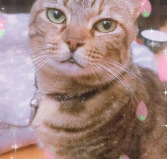 Photo of Mishka
