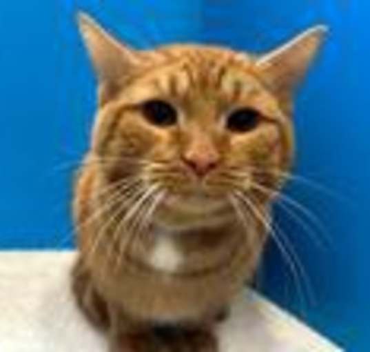 Photo of Thaddeus