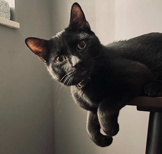 Photo of Gatsby