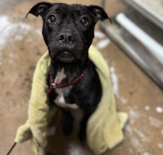 Photo of Onyx