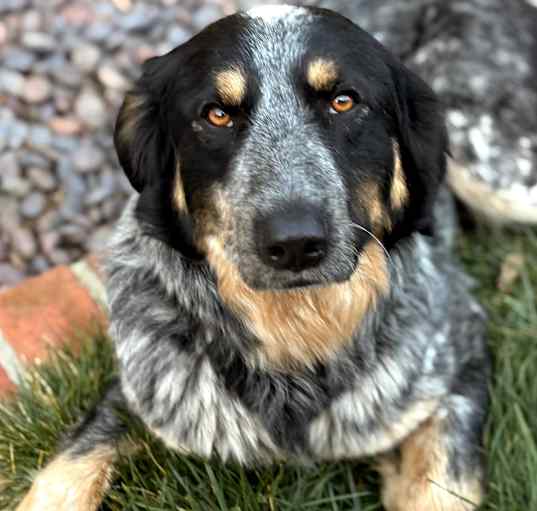 Photo of PETUNIA