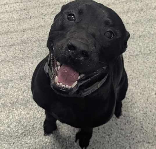 Photo of ONYX ★ Available NOW - ADOPTION or RESCUE!