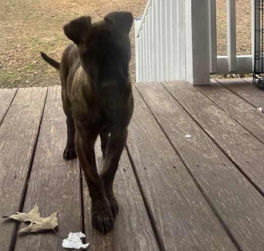Photo of Koa