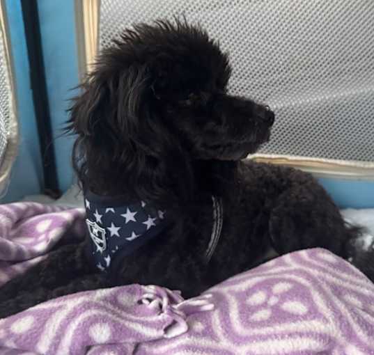 Photo of Banjo (VA) PLAYFUL!