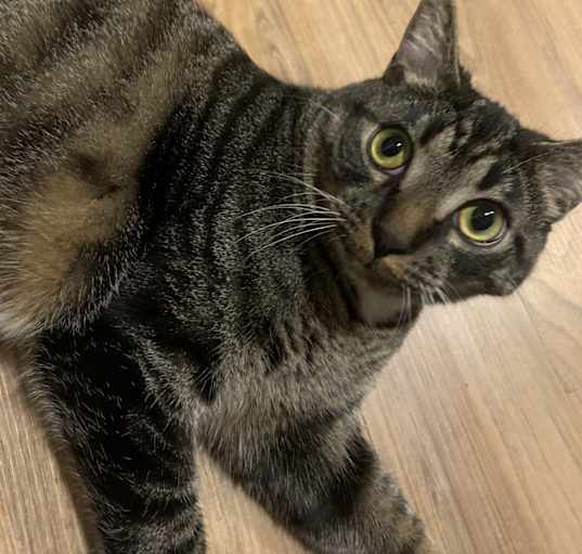 Photo of Banjo