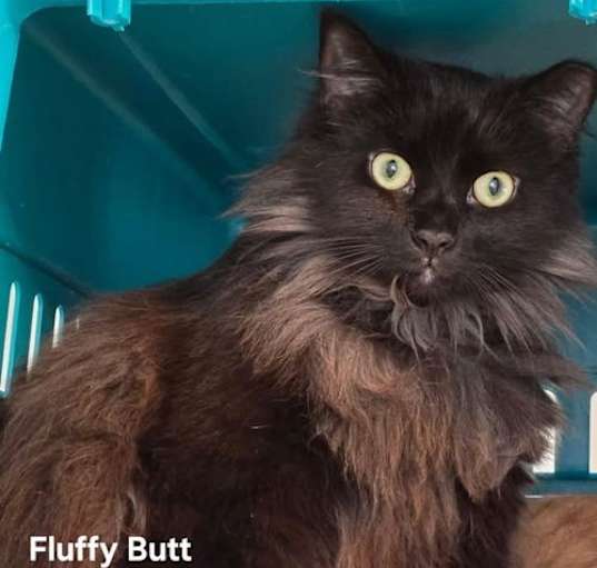 Photo of Fluffy Butts