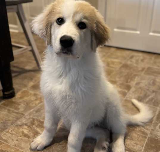 Photo of Biff