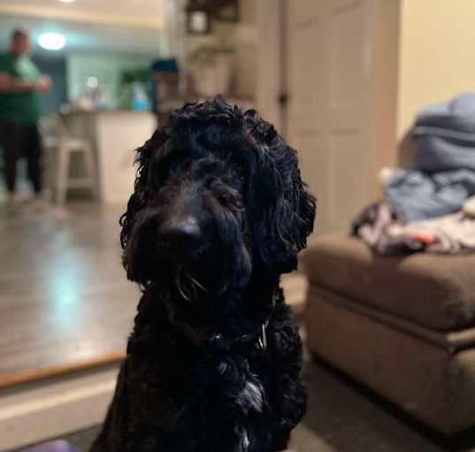 Photo of Westley