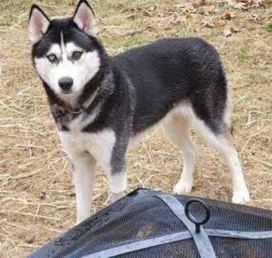 Photo of Loki