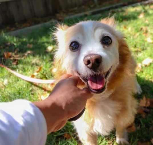 Photo of BUDDY