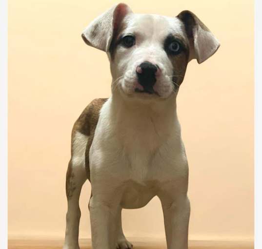 Photo of Bonnie