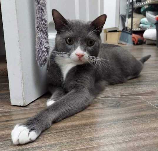Photo of Maverick