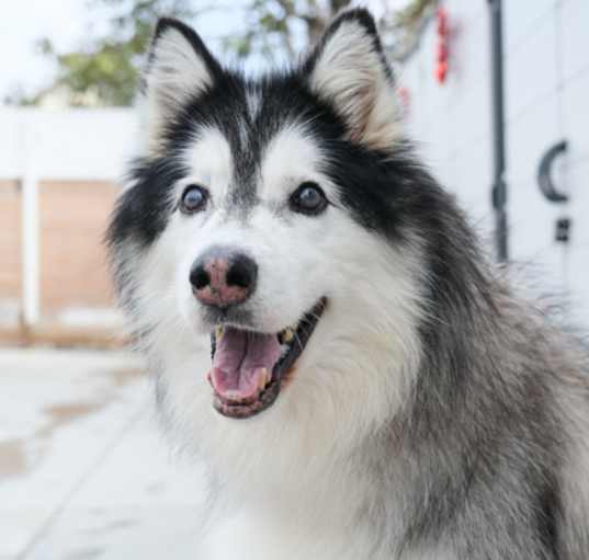 Photo of Lady