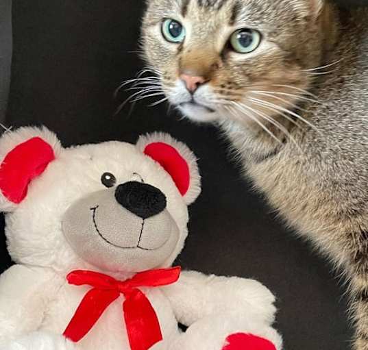 Photo of Tyson