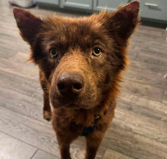 Photo of Rusty