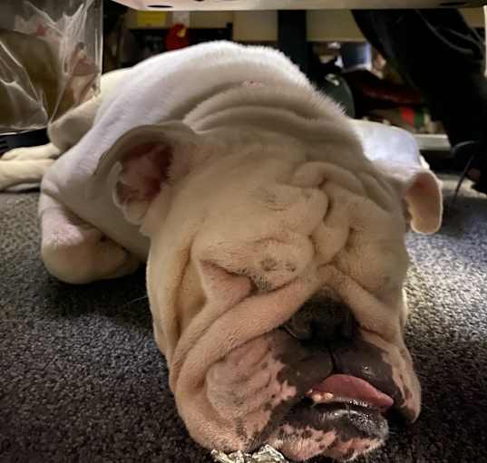 Photo of Scarlet