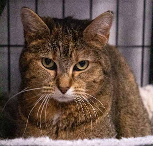 Photo of Ginger