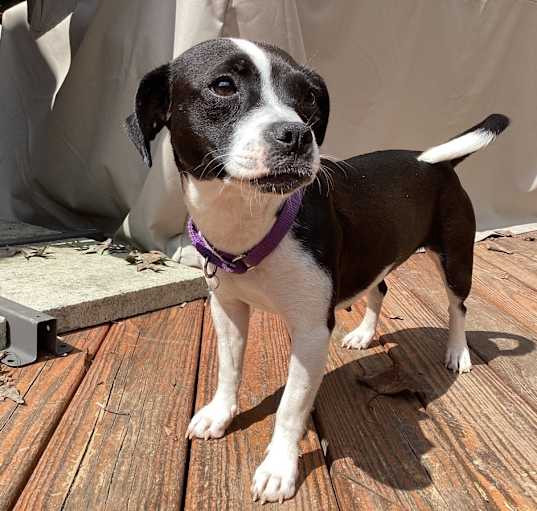 Photo of Penny