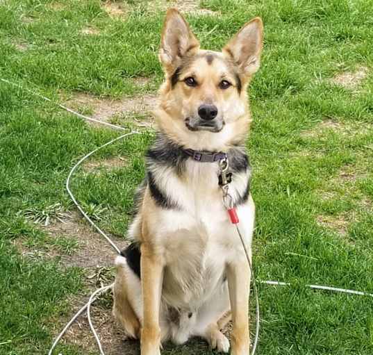 Photo of Diesel