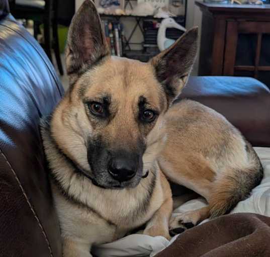 Photo of Sheeba 3108